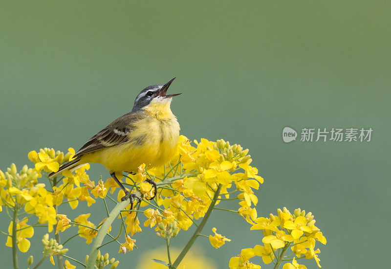 西黄瓦格尾 （莫塔西拉弗拉瓦） 油菜花